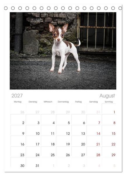 Produktbild: Tischplaner 2027 - Chihuahuas - Cool and Cute (A5 Tischkalender zum Aufstellen) CALVENDO