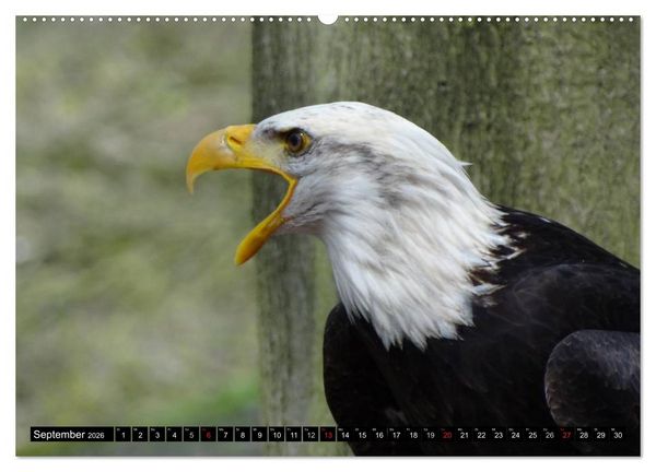 Produktbild: Wei&szlig;kopfseeadler. Symbol der Freiheit (hochwertiger Premium Wandkalender 2026 DIN A2 quer), Kunstdruck in Hochglanz