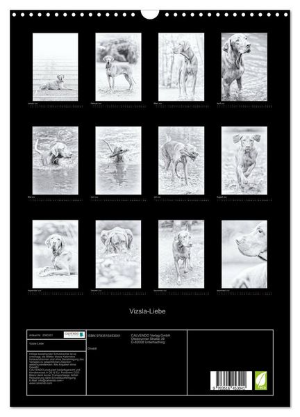 Produktbild: Vizsla-Liebe (Wandkalender 2026 DIN A3 hoch), CALVENDO Monatskalender