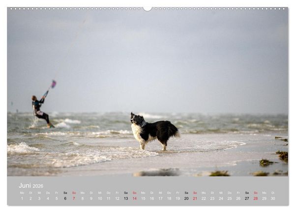 Produktbild: Australian Shepherd 2026 (Wandkalender 2026 DIN A2 quer), CALVENDO Monatskalender
