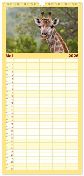 Produktbild: Familienplaner 2026 - Afrikas Tierwelt: Giraffen mit 5 Spalten (Wandkalender, 21 x 45 cm) CALVENDO