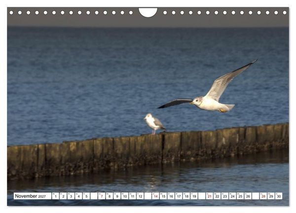 Produktbild: M&ouml;wen- Botschafter des Windes (Wandkalender 2027 DIN A4 quer), CALVENDO Monatskalender
