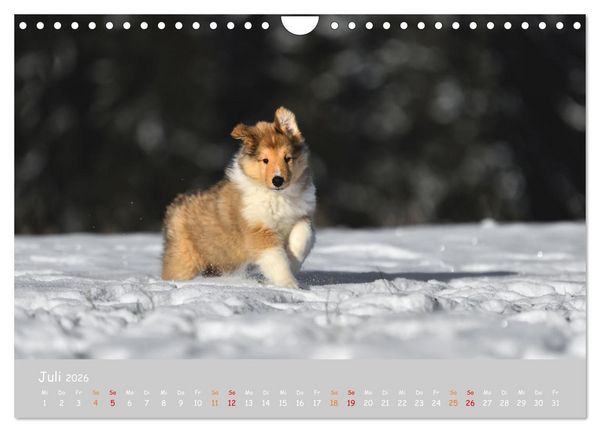Produktbild: Collie Welpen im Schnee (Wandkalender 2026 DIN A4 quer), CALVENDO Monatskalender