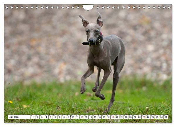 Produktbild: Windspiel Sch&ouml;nheiten (Wandkalender 2026 DIN A4 quer), CALVENDO Monatskalender