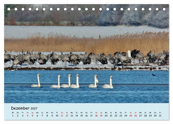 Produktbild: Faszination Zugv&ouml;gel - Rekorde in der Vogelwelt (Tischkalender 2027 DIN A5 quer), CALVENDO Monatskalender