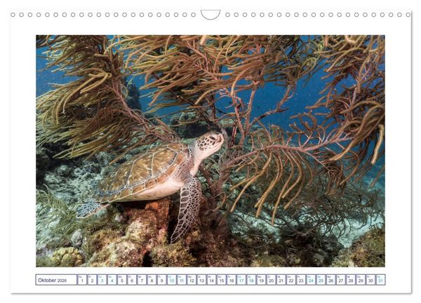 Produktbild: Begegnung mit Meeresschildkr&ouml;ten (Wandkalender 2026 DIN A3 quer), CALVENDO Monatskalender