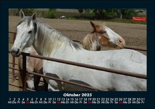 Produktbild: Pferdetraum 2025 Fotokalender DIN A5