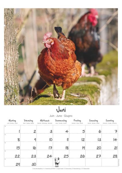 Produktbild: Hühner Kalender im Format 29,7 x 42