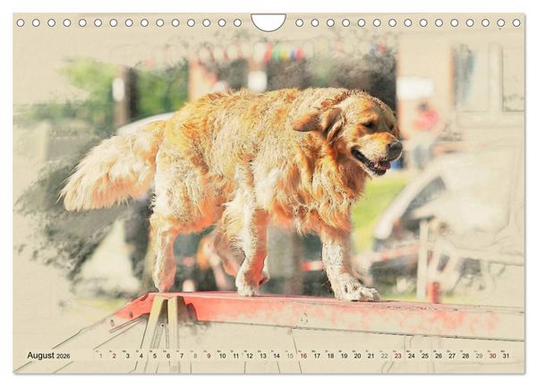 Produktbild: Golden Retriever 2026 (Wandkalender 2026 DIN A4 quer), CALVENDO Monatskalender