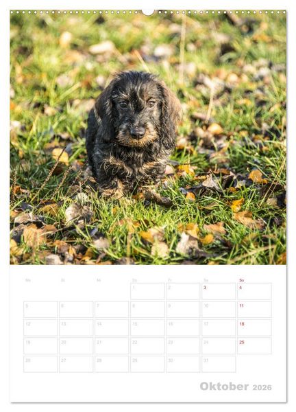 Produktbild: Der Dackel - mein kleiner Freund (hochwertiger Premium Wandkalender 2026 DIN A2 hoch), Kunstdruck in Hochglanz
