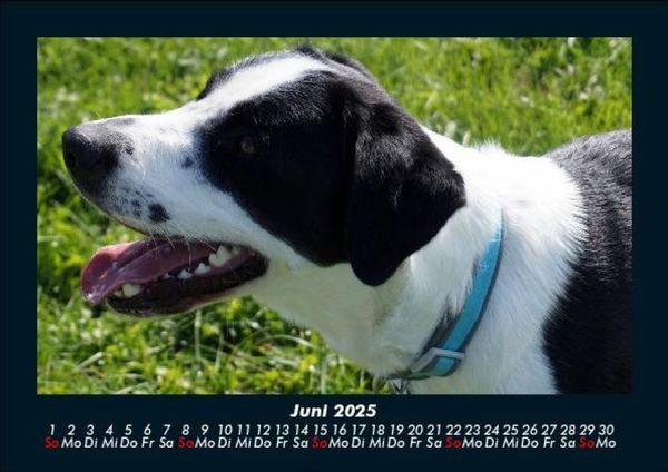 Produktbild: Der Hundekalender 2025 Fotokalender DIN A5