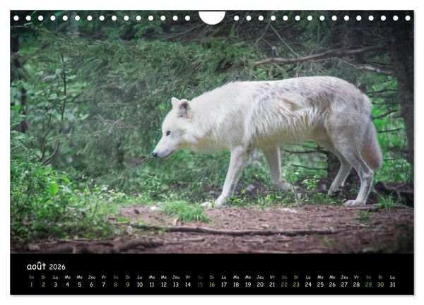 Produktbild: J'ai vu le loup (Calendrier mural 2026 DIN A4 vertical), CALVENDO calendrier mensuel
