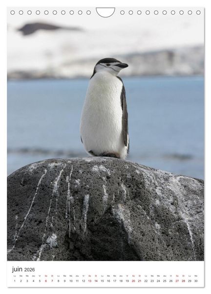 Produktbild: Antarctique des oiseaux de l&eacute;gende (Calendrier mural 2026 DIN A4 horizontal), CALVENDO calendrier mensuel