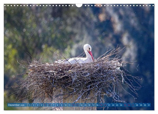 Produktbild: V&ouml;gel der Algarve (Wandkalender 2026 DIN A3 quer), CALVENDO Monatskalender