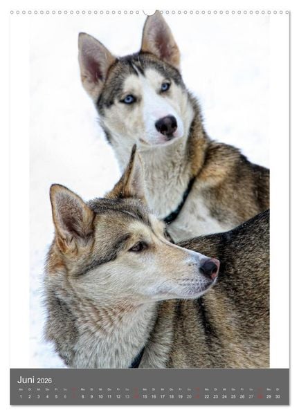 Produktbild: Huskies - Portraits im Schnee (hochwertiger Premium Wandkalender 2026 DIN A2 hoch), Kunstdruck in Hochglanz