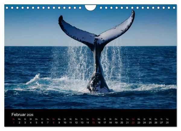 Produktbild: Wildes Australien - Naturparadies 5. Kontinent (Wandkalender 2026 DIN A4 quer), CALVENDO Monatskalender