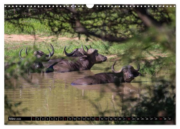 Produktbild: Afrikas wilde Tiere (Wandkalender 2026 DIN A3 quer), CALVENDO Monatskalender