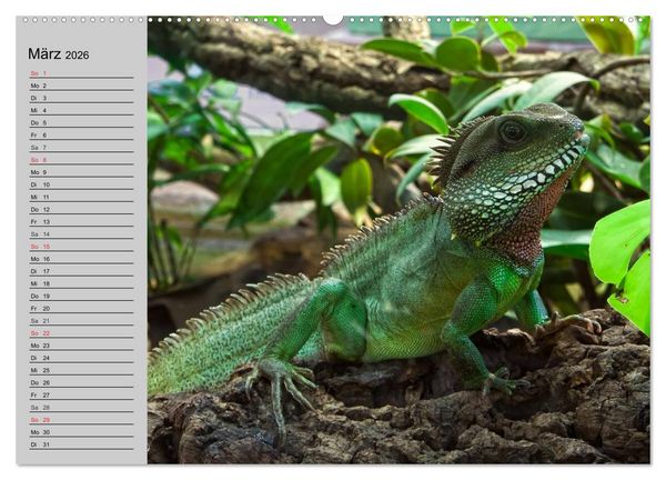 Produktbild: Kaltes Blut. Faszination Reptilien (hochwertiger Premium Wandkalender 2026 DIN A2 quer), Kunstdruck in Hochglanz