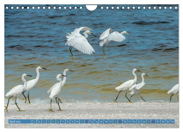 Produktbild: R&ouml;telreiher und Schmuckreiher (Wandkalender 2026 DIN A4 quer), CALVENDO Monatskalender