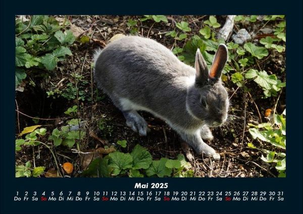Produktbild: Haustierkalender 2025 Fotokalender DIN A4