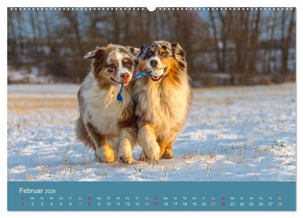 Produktbild: Mit Aussies unterwegs - Die bunte Welt der Australian Shepherds (hochwertiger Premium Wandkalender 2026 DIN A2 quer), Kunstdruck in Hochglanz