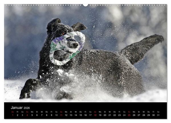 Produktbild: Flatcoated Retriever (Wandkalender 2026 DIN A2 quer), CALVENDO Monatskalender