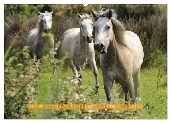 Produktbild: S&uuml;dfrankreich - Rund um Montpellier (hochwertiger Premium Wandkalender 2026 DIN A2 quer), Kunstdruck in Hochglanz