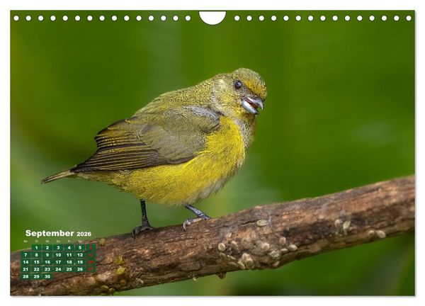Produktbild: Tropische V&ouml;gel Costa Ricas (Wandkalender 2026 DIN A4 quer), CALVENDO Monatskalender