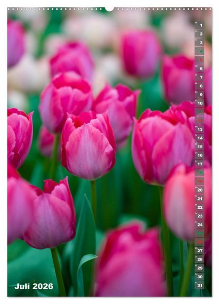Produktbild: Tulpen - die Fr&uuml;hlingsblume (Wandkalender 2026 DIN A2 hoch), CALVENDO Monatskalender