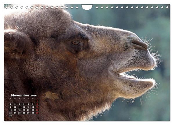Produktbild: Kamele (Wandkalender 2026 DIN A4 quer), CALVENDO Monatskalender