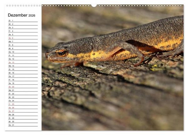 Produktbild: Amphibien und Reptilien (hochwertiger Premium Wandkalender 2026 DIN A2 quer), Kunstdruck in Hochglanz