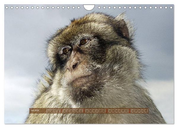 Produktbild: Affen - Individuen mit Charakter und Seele (Wandkalender 2026 DIN A4 quer), CALVENDO Monatskalender