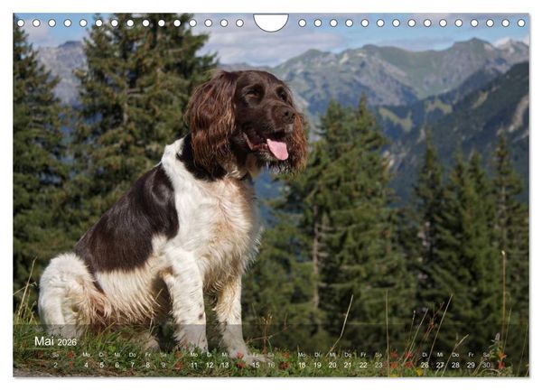 Produktbild: Kleiner M&uuml;nsterl&auml;nder Vorstehhund (Wandkalender 2026 DIN A4 quer), CALVENDO Monatskalender