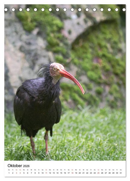 Produktbild: Der Waldrapp - Der etwas andere Vogel (Tischkalender 2026 DIN A5 hoch), CALVENDO Monatskalender