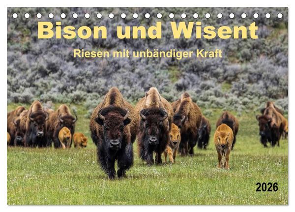 Produktbild: Bison und Wisent - Riesen mit unb&auml;ndiger Kraft (Tischkalender 2026 DIN A5 quer), CALVENDO Monatskalender