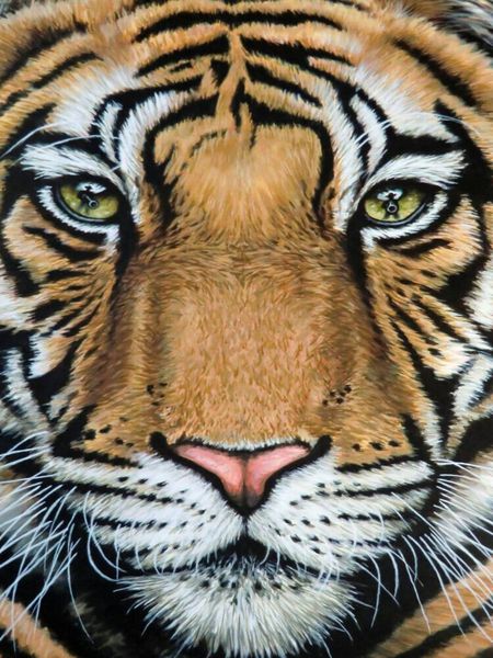 Produktbild: CALVENDO Puzzle Tiger's Last Roar | 1000 Teile Lege-Gr&ouml;&szlig;e 64x48cm Foto-Puzzle f&uuml;r gl&uuml;ckliche Stunden