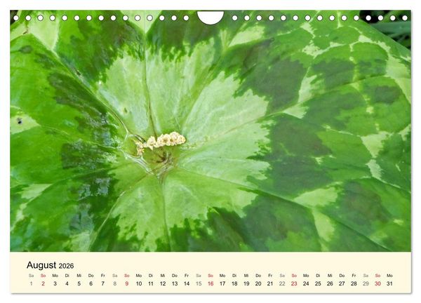 Produktbild: Kraftquelle Gr&uuml;n (Wandkalender 2026 DIN A4 quer), CALVENDO Monatskalender