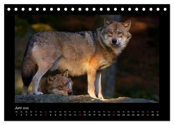 Produktbild: Wolf, Luchs und Co. - Tierbilder aus dem Bayerischen Wald (Tischkalender 2026 DIN A5 quer), CALVENDO Monatskalender