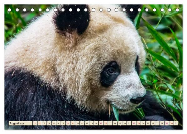Produktbild: Niedlicher Panda (Tischkalender 2026 DIN A5 quer), CALVENDO Monatskalender