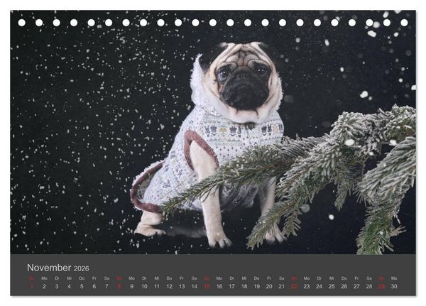 Produktbild: HUNDE LEBEN IST BUNT (Tischkalender 2026 DIN A5 quer), CALVENDO Monatskalender