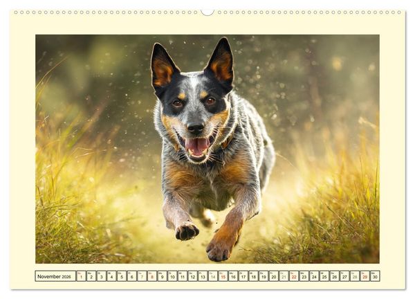 Produktbild: Australian Cattle Dogs. Echte Cowboys und Helden der Farm (hochwertiger Premium Wandkalender 2026 DIN A2 quer), Kunstdruck in Hochglanz