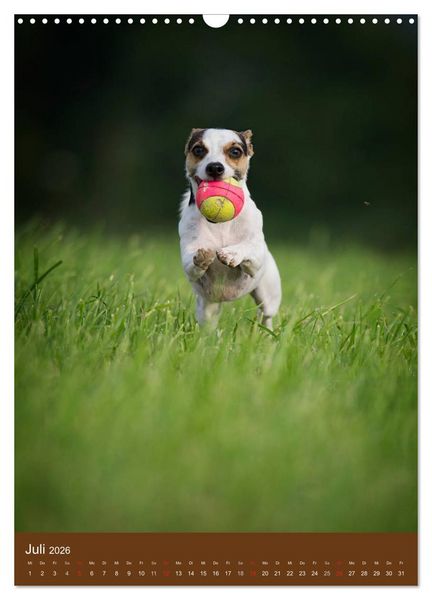 Produktbild: Jack Russell Terrier (Wandkalender 2026 DIN A3 hoch), CALVENDO Monatskalender