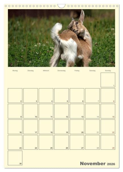 Produktbild: Zwergziegen (Wandkalender 2026 DIN A3 hoch), CALVENDO Monatskalender