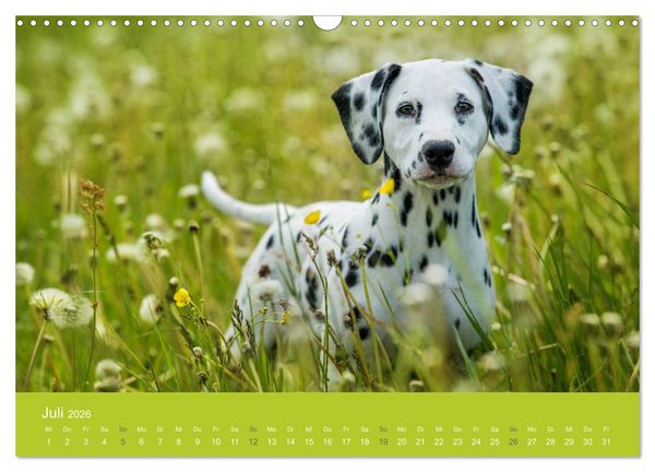 Produktbild: Traumschnauzen (Wandkalender 2026 DIN A3 quer), CALVENDO Monatskalender