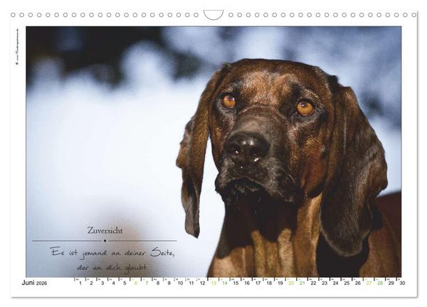 Produktbild: Hunde-Spruchreif (Wandkalender 2026 DIN A3 quer), CALVENDO Monatskalender