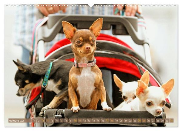 Produktbild: Chihuahua : petit, mais costaud (Calendrier mural 2026 DIN A2 vertical) calendrier de bureau