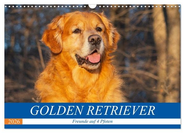 Golden Retriever - Freunde auf 4 Pfoten (Wandkalender 2026 DIN A3 quer), CALVENDO Monatskalender