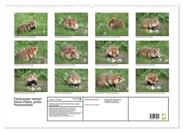 Produktbild: Feldhamster Herbert Kleine Pfoten, gro&szlig;e Pers&ouml;nlichkeit (Wandkalender 2026 DIN A2 quer), CALVENDO Monatskalender