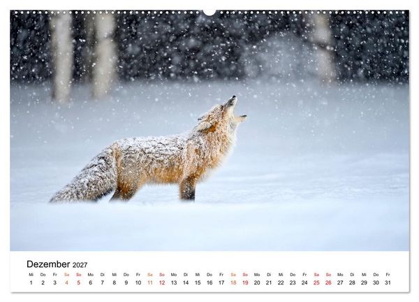 Produktbild: F&uuml;chse - Wanderer durch Moos und Farn (hochwertiger Premium Wandkalender 2027 DIN A2 quer), Kunstdruck in Hochglanz