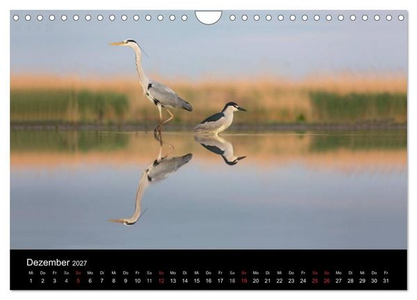 Produktbild: Reiher - Der Tanz auf dem Wasser (Wandkalender 2027 DIN A4 quer), CALVENDO Monatskalender